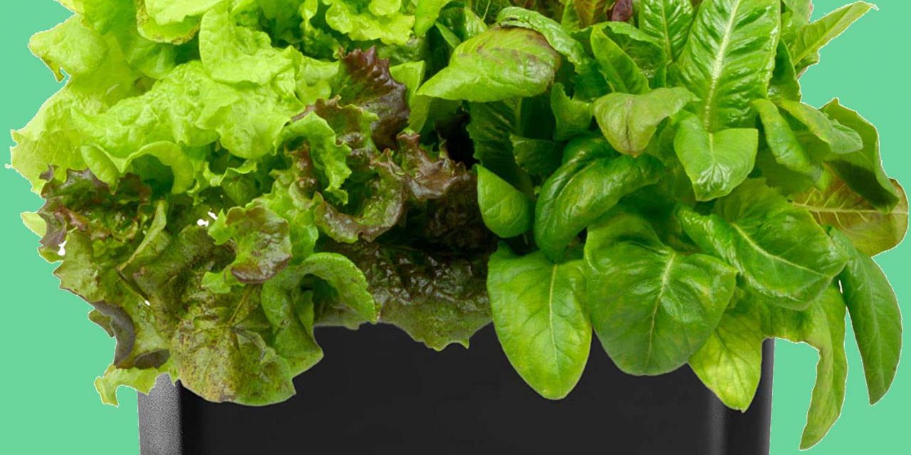 best AeroGarden crop- your indoor garden