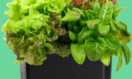 best AeroGarden crop- your indoor garden